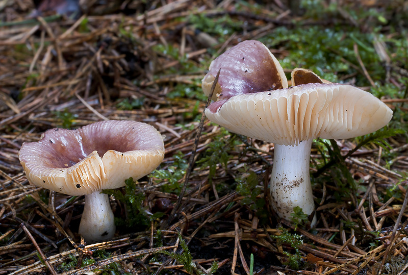 Russula puellaris